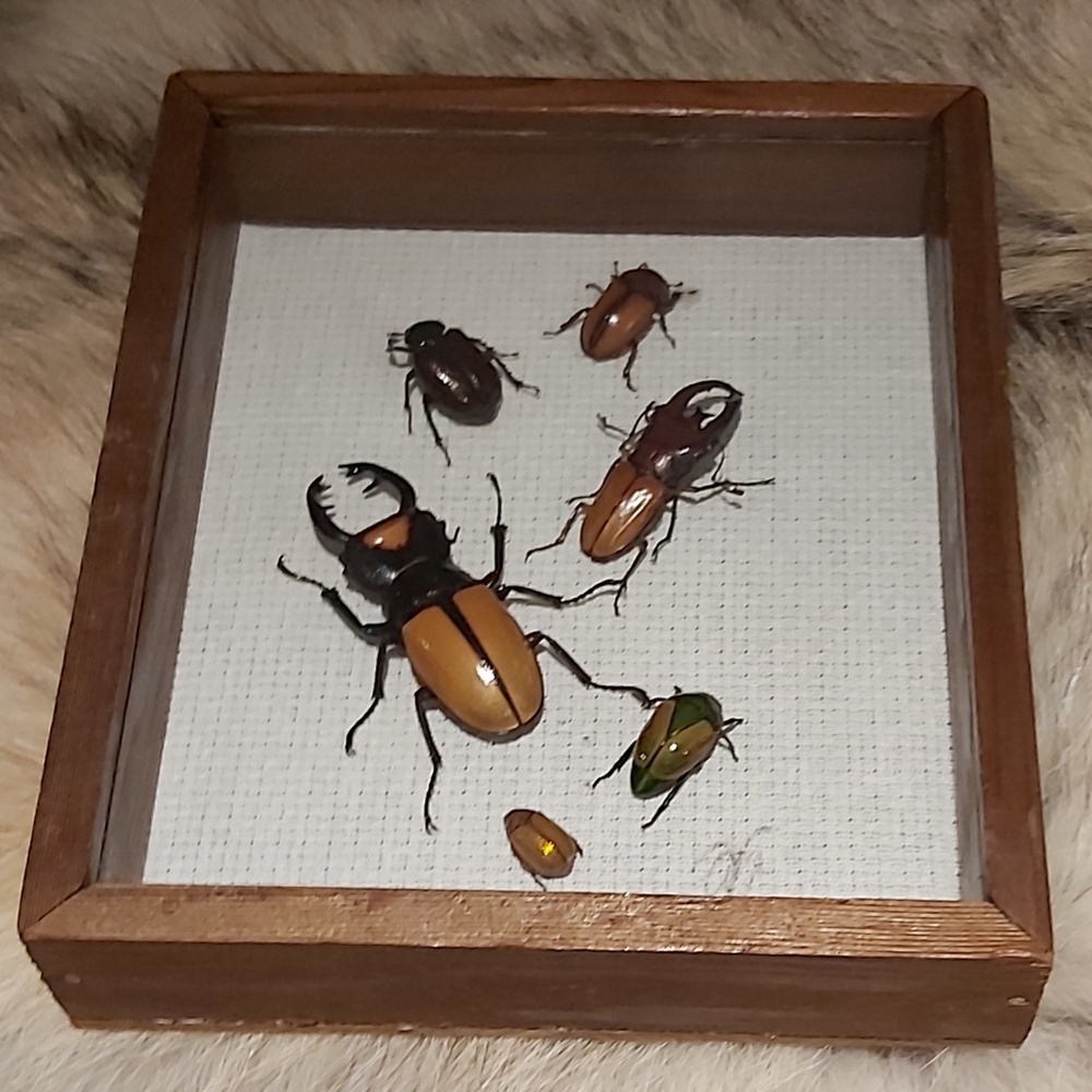 Framed Insect Display with Brown and Green Beetles